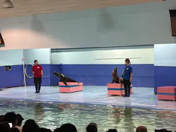 ゼロ距離水族館 伊勢シーパラダイスに投稿された画像(2026/8/15)