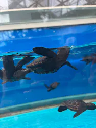 名古屋港水族館に投稿された画像(2026/8/15)