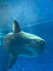 アクアワールド茨城県大洗水族館に投稿された画像(2026/8/15)