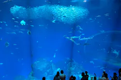 アクアワールド茨城県大洗水族館に投稿された画像(2026/8/15)