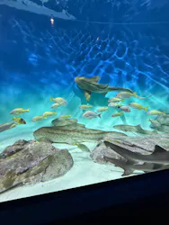 アクアワールド茨城県大洗水族館に投稿された画像(2026/8/15)