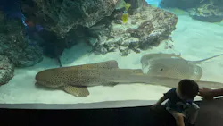 サンシャイン水族館に投稿された画像(2026/8/15)