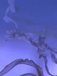 サンシャイン水族館に投稿された画像(2026/8/15)
