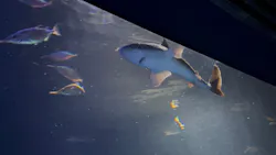 サンシャイン水族館に投稿された画像(2026/8/15)
