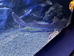 サンシャイン水族館に投稿された画像(2026/8/15)