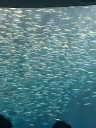名古屋港水族館に投稿された画像(2026/8/15)
