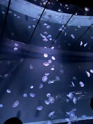 サンシャイン水族館に投稿された画像(2026/8/15)