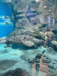 名古屋港水族館に投稿された画像(2026/8/15)