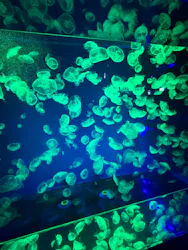 名古屋港水族館に投稿された画像(2026/8/15)