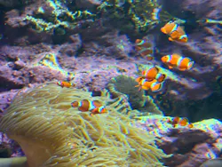 サンシャイン水族館に投稿された画像(2026/8/15)