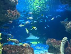 サンシャイン水族館に投稿された画像(2026/8/15)