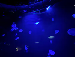 サンシャイン水族館に投稿された画像(2026/8/15)
