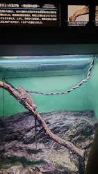 サンシャイン水族館に投稿された画像(2026/8/16)