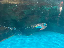 アクアワールド茨城県大洗水族館に投稿された画像(2026/8/16)