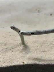 アクアワールド茨城県大洗水族館に投稿された画像(2026/8/16)