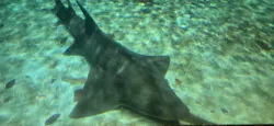 ゼロ距離水族館 伊勢シーパラダイスに投稿された画像(2026/8/16)