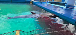 ゼロ距離水族館 伊勢シーパラダイスに投稿された画像(2026/8/16)