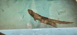ゼロ距離水族館 伊勢シーパラダイスに投稿された画像(2026/8/16)