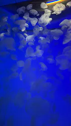 アクアワールド茨城県大洗水族館に投稿された画像(2026/8/16)