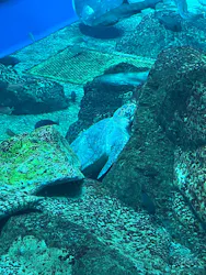 アクアワールド茨城県大洗水族館に投稿された画像(2026/8/16)