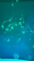 アクアワールド茨城県大洗水族館に投稿された画像(2026/8/16)