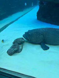 名古屋港水族館に投稿された画像(2026/8/16)