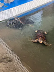 名古屋港水族館に投稿された画像(2026/8/16)