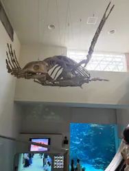 名古屋港水族館に投稿された画像(2026/8/16)