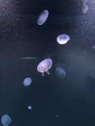 サンシャイン水族館に投稿された画像(2026/8/16)