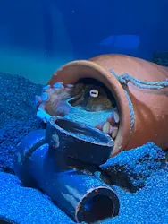 サンシャイン水族館に投稿された画像(2026/8/16)