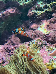 サンシャイン水族館に投稿された画像(2026/8/16)