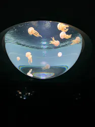 サンシャイン水族館に投稿された画像(2026/8/16)