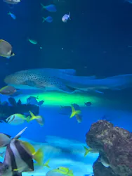サンシャイン水族館に投稿された画像(2026/8/16)