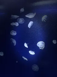 サンシャイン水族館に投稿された画像(2026/8/16)
