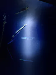 サンシャイン水族館に投稿された画像(2026/8/16)