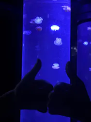 サンシャイン水族館に投稿された画像(2026/8/16)