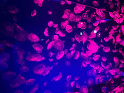 名古屋港水族館に投稿された画像(2026/8/16)