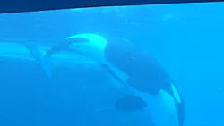 名古屋港水族館に投稿された画像(2026/8/17)