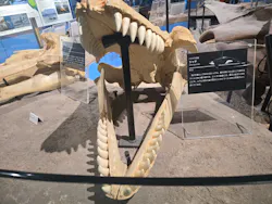 名古屋港水族館に投稿された画像(2026/8/17)