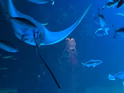 サンシャイン水族館に投稿された画像(2026/8/17)