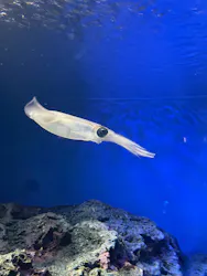 サンシャイン水族館に投稿された画像(2026/8/17)