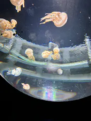 サンシャイン水族館に投稿された画像(2026/8/17)