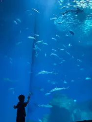 アクアワールド茨城県大洗水族館に投稿された画像(2026/8/17)