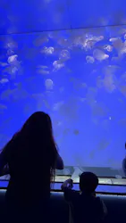 アクアワールド茨城県大洗水族館に投稿された画像(2026/8/17)