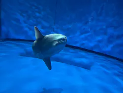 アクアワールド茨城県大洗水族館に投稿された画像(2026/8/18)