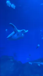 アクアワールド茨城県大洗水族館に投稿された画像(2026/8/18)