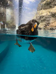 アクアワールド茨城県大洗水族館に投稿された画像(2026/8/18)