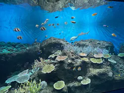 アクアワールド茨城県大洗水族館に投稿された画像(2026/8/18)
