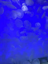 アクアワールド茨城県大洗水族館に投稿された画像(2026/8/18)