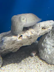 サンシャイン水族館に投稿された画像(2026/8/18)